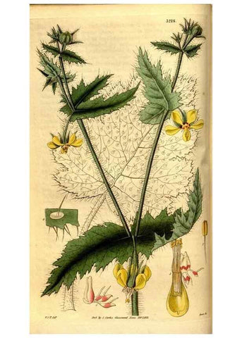 Reproducción/Reproduction 35248828505: Curtis's botanical magazine.. London ; New York [etc.] :Academic Press [etc.]