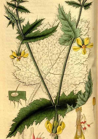 Reproducción/Reproduction 35248828505: Curtis's botanical magazine.. London ; New York [etc.] :Academic Press [etc.]