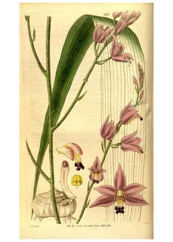 Reproducción/Reproduction 35248824685: Curtis's botanical magazine.. London ; New York [etc.] :Academic Press [etc.]