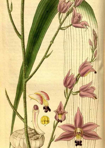 Reproducción/Reproduction 35248824685: Curtis's botanical magazine.. London ; New York [etc.] :Academic Press [etc.]