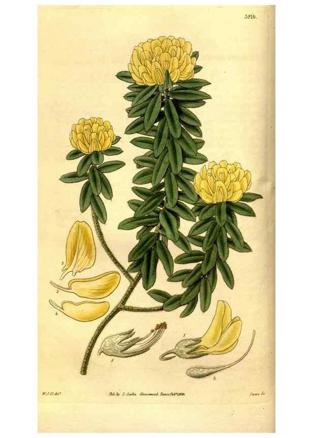 Reproducción/Reproduction 35248820365: Curtis's botanical magazine.. London ; New York [etc.] :Academic Press [etc.]