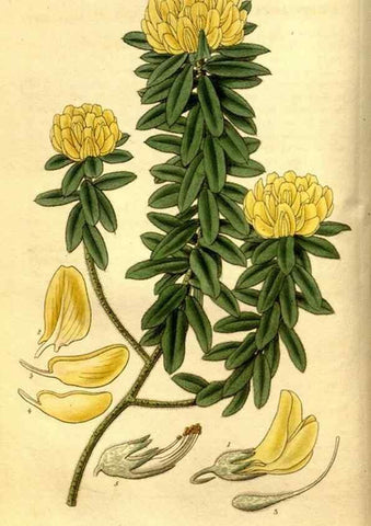 Reproducción/Reproduction 35248820365: Curtis's botanical magazine.. London ; New York [etc.] :Academic Press [etc.]
