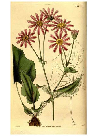 Reproducción/Reproduction 35208983966: Curtis's botanical magazine.. London ; New York [etc.] :Academic Press [etc.]