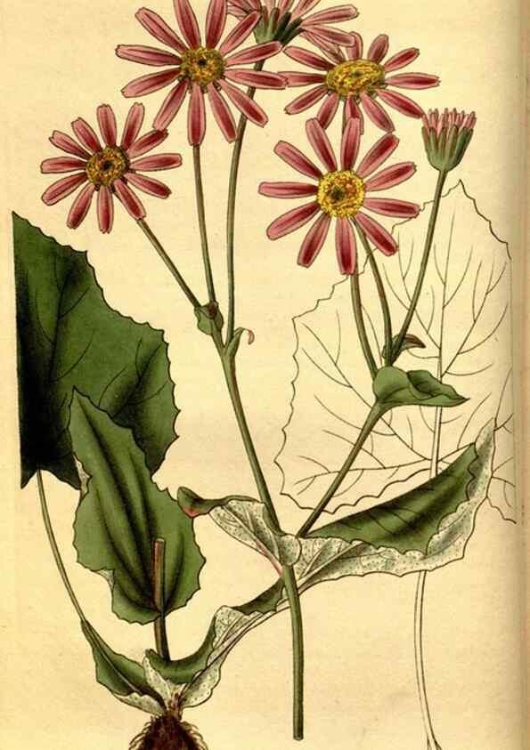 Reproducción/Reproduction 35208983966: Curtis's botanical magazine.. London ; New York [etc.] :Academic Press [etc.]