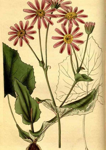 Reproducción/Reproduction 35208983966: Curtis's botanical magazine.. London ; New York [etc.] :Academic Press [etc.]