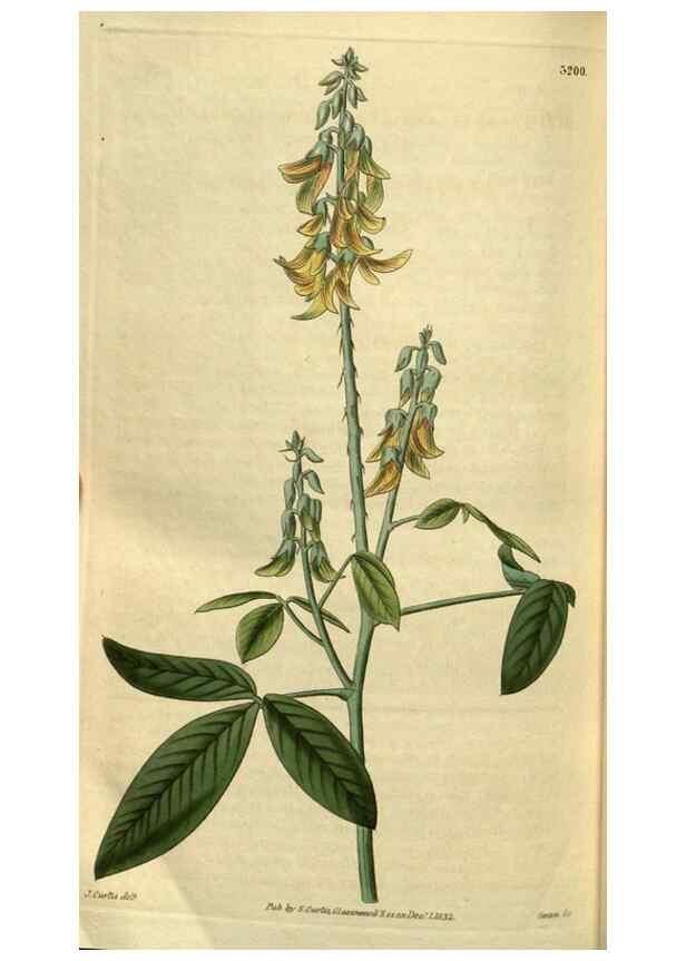 Reproducción/Reproduction 34439714653: Curtis's botanical magazine.. London ; New York [etc.] :Academic Press [etc.]