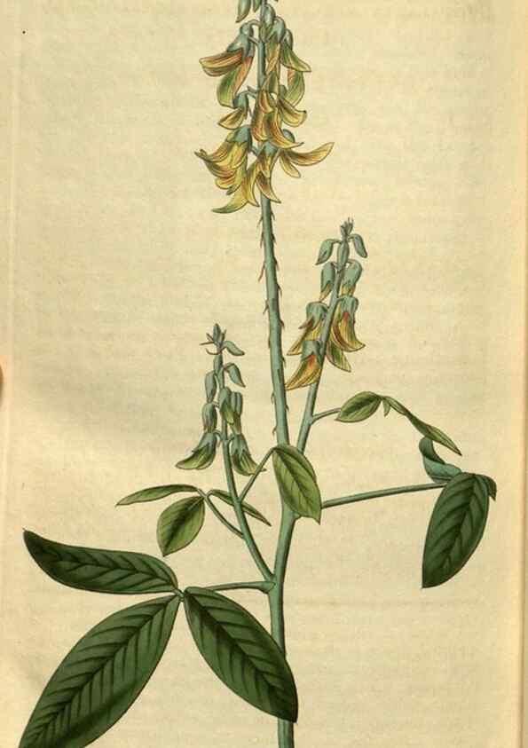 Reproducción/Reproduction 34439714653: Curtis's botanical magazine.. London ; New York [etc.] :Academic Press [etc.]
