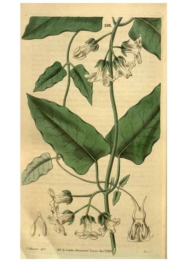 Reproducción/Reproduction 34439715973: Curtis's botanical magazine.. London ; New York [etc.] :Academic Press [etc.]
