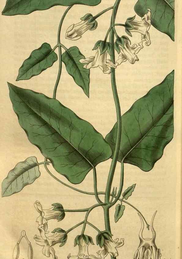 Reproducción/Reproduction 34439715973: Curtis's botanical magazine.. London ; New York [etc.] :Academic Press [etc.]
