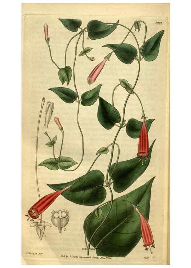 Reproducción/Reproduction 35248709555: Curtis's botanical magazine.. London ; New York [etc.] :Academic Press [etc.]