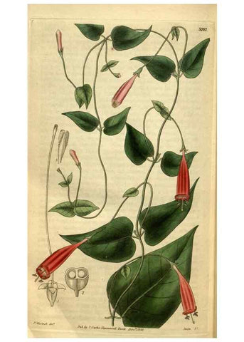 Reproducción/Reproduction 35248709555: Curtis's botanical magazine.. London ; New York [etc.] :Academic Press [etc.]