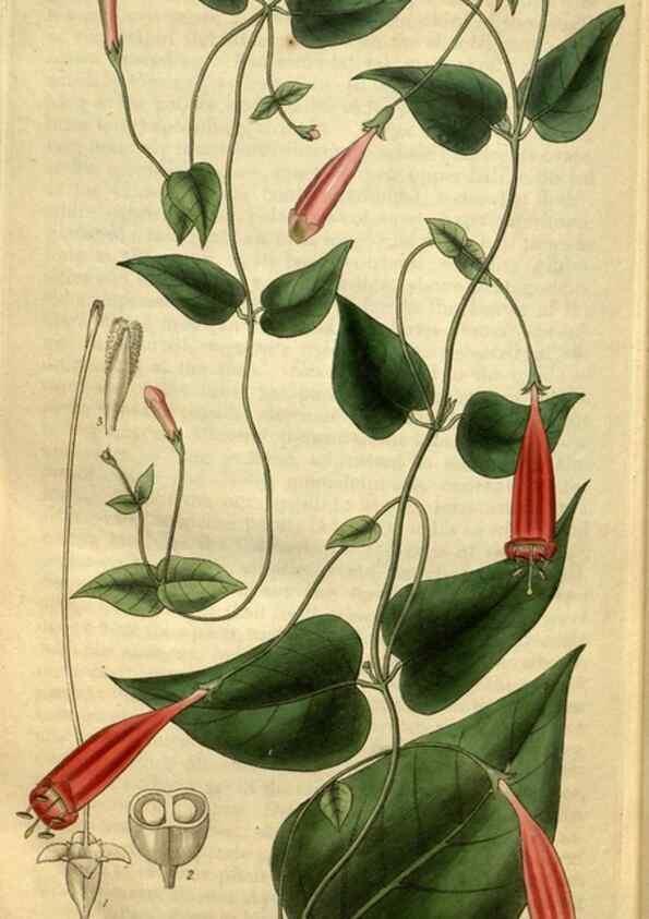 Reproducción/Reproduction 35248709555: Curtis's botanical magazine.. London ; New York [etc.] :Academic Press [etc.]