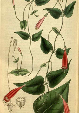 Reproducción/Reproduction 35248709555: Curtis's botanical magazine.. London ; New York [etc.] :Academic Press [etc.]