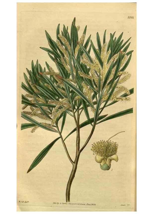 Reproducción/Reproduction 35083426472: Curtis's botanical magazine.. London ; New York [etc.] :Academic Press [etc.]