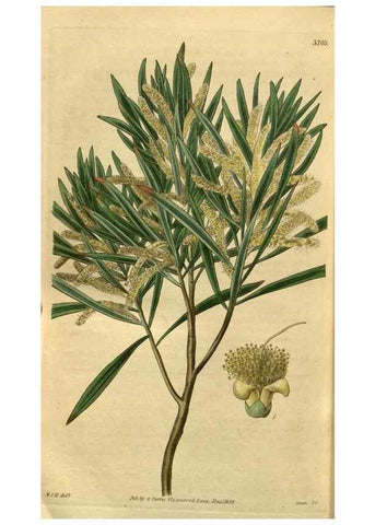 Reproducción/Reproduction 35083426472: Curtis's botanical magazine.. London ; New York [etc.] :Academic Press [etc.]
