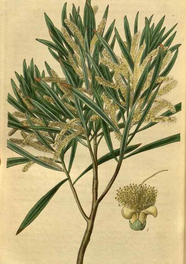 Reproducción/Reproduction 35083426472: Curtis's botanical magazine.. London ; New York [etc.] :Academic Press [etc.]