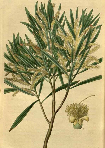 Reproducción/Reproduction 35083426472: Curtis's botanical magazine.. London ; New York [etc.] :Academic Press [etc.]