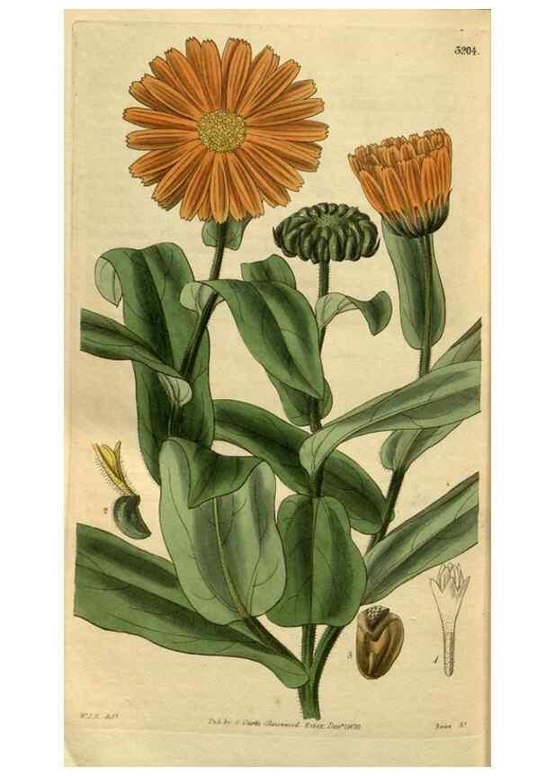 Reproducción/Reproduction 34439721183: Curtis's botanical magazine.. London ; New York [etc.] :Academic Press [etc.]