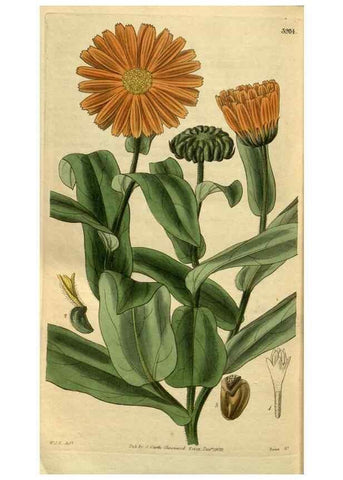 Reproducción/Reproduction 34439721183: Curtis's botanical magazine.. London ; New York [etc.] :Academic Press [etc.]