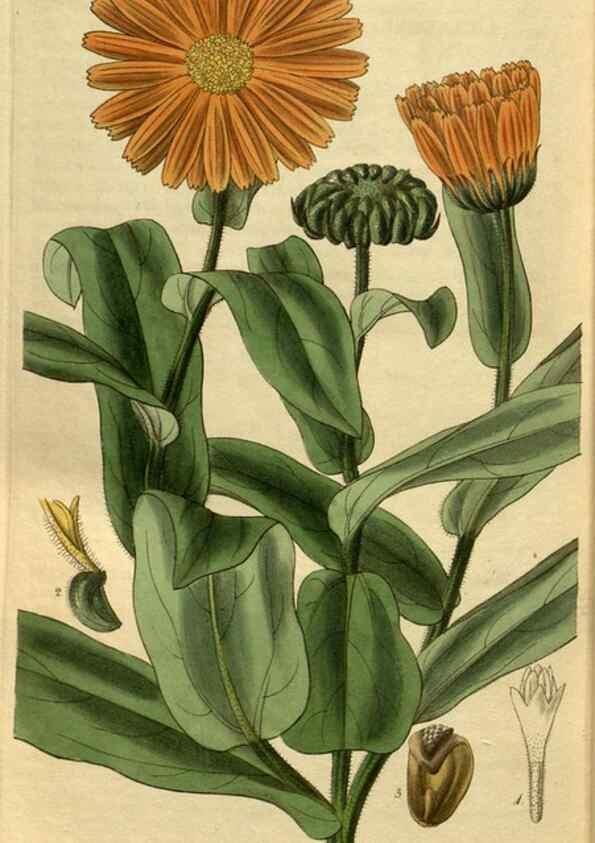 Reproducción/Reproduction 34439721183: Curtis's botanical magazine.. London ; New York [etc.] :Academic Press [etc.]