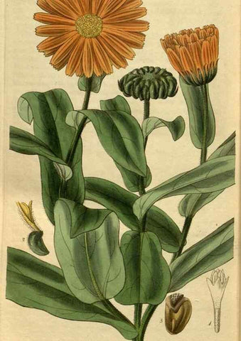 Reproducción/Reproduction 34439721183: Curtis's botanical magazine.. London ; New York [etc.] :Academic Press [etc.]