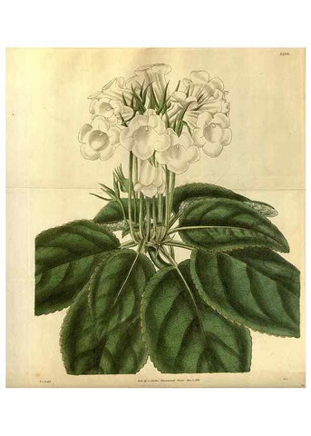 Reproducción/Reproduction 35083527132: Curtis's botanical magazine.. London ; New York [etc.] :Academic Press [etc.]