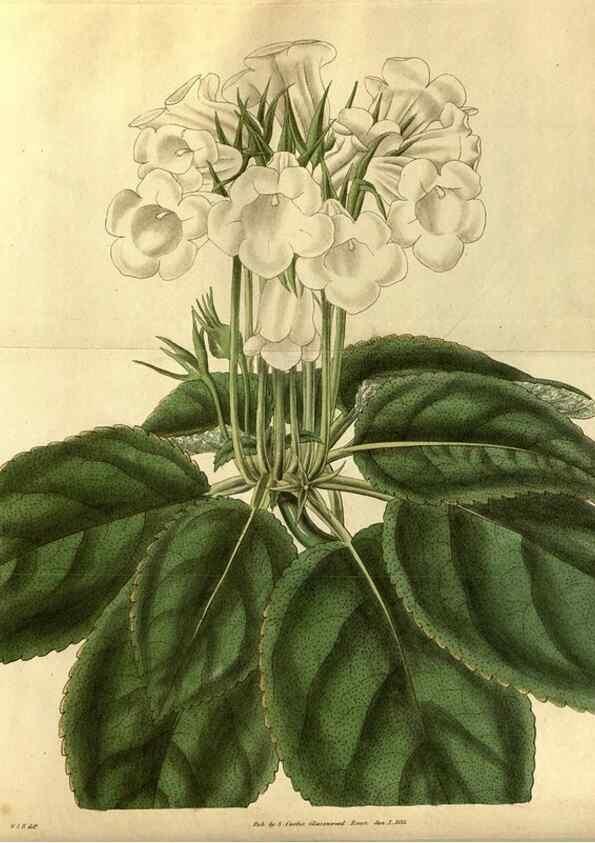 Reproducción/Reproduction 35083527132: Curtis's botanical magazine.. London ; New York [etc.] :Academic Press [etc.]