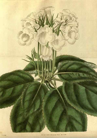 Reproducción/Reproduction 35083527132: Curtis's botanical magazine.. London ; New York [etc.] :Academic Press [etc.]