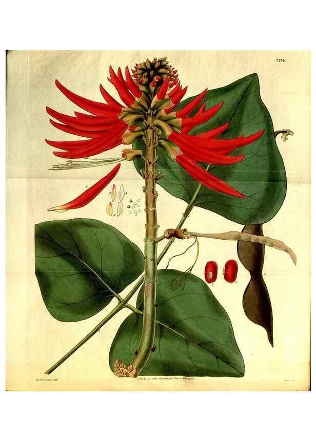 Reproducción/Reproduction 35248873705: Curtis's botanical magazine.. London ; New York [etc.] :Academic Press [etc.]