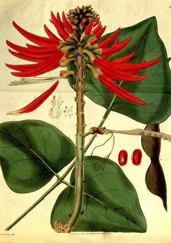 Reproducción/Reproduction 35248873705: Curtis's botanical magazine.. London ; New York [etc.] :Academic Press [etc.]