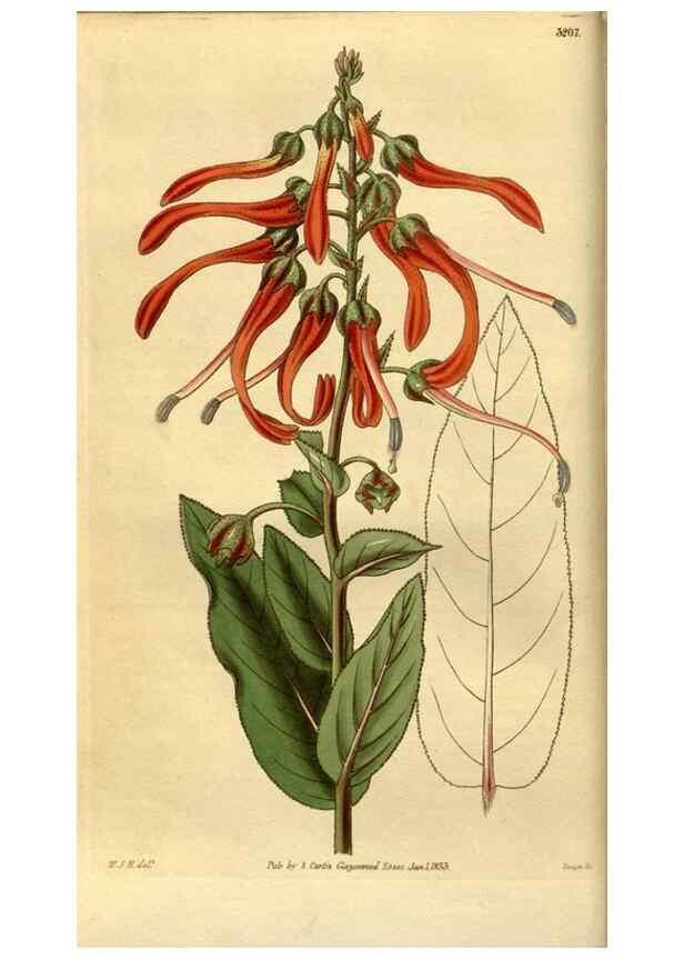 Reproducción/Reproduction 34439800313: Curtis's botanical magazine.. London ; New York [etc.] :Academic Press [etc.]