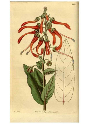 Reproducción/Reproduction 34439800313: Curtis's botanical magazine.. London ; New York [etc.] :Academic Press [etc.]