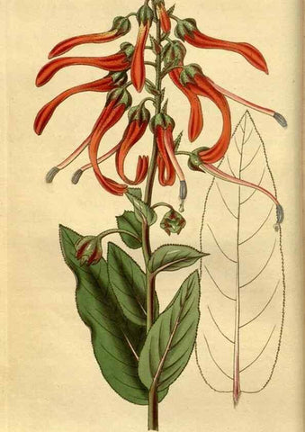 Reproducción/Reproduction 34439800313: Curtis's botanical magazine.. London ; New York [etc.] :Academic Press [etc.]