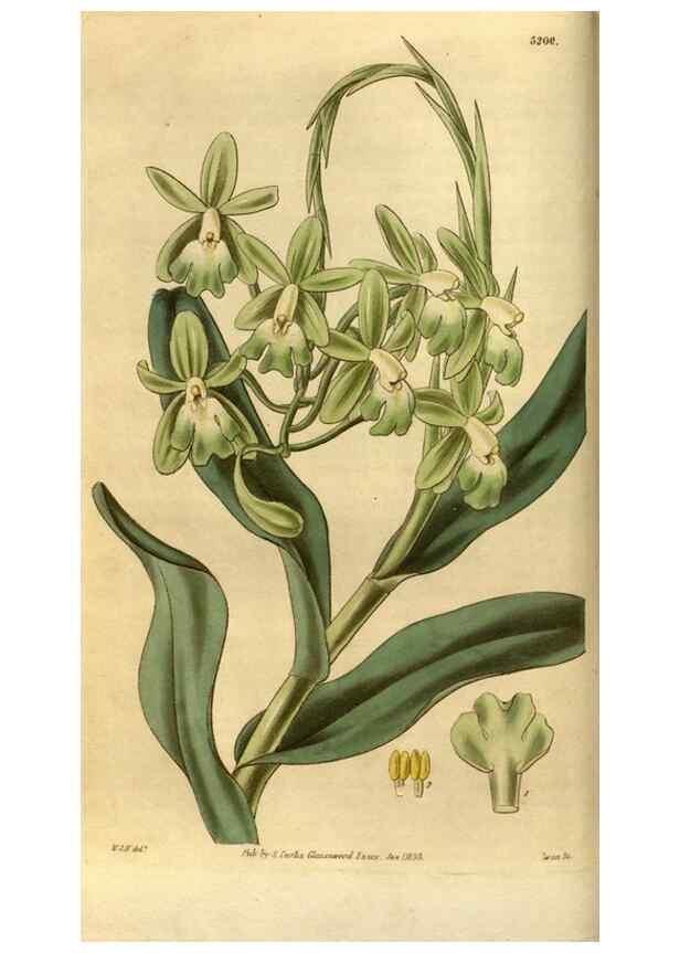 Reproducción/Reproduction 34439802793: Curtis's botanical magazine.. London ; New York [etc.] :Academic Press [etc.]