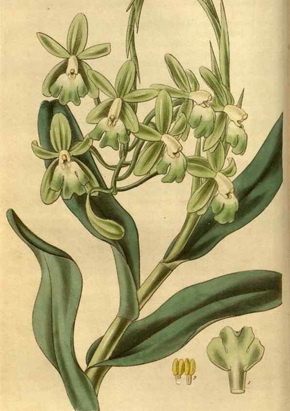 Reproducción/Reproduction 34439802793: Curtis's botanical magazine.. London ; New York [etc.] :Academic Press [etc.]