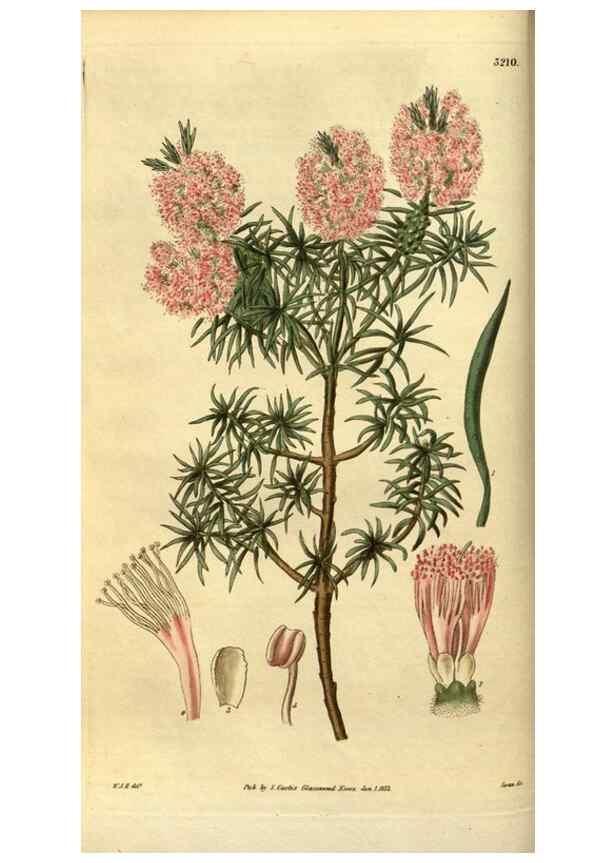 Reproducción/Reproduction 35083536752: Curtis's botanical magazine.. London ; New York [etc.] :Academic Press [etc.]