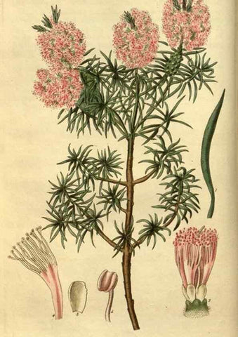 Reproducción/Reproduction 35083536752: Curtis's botanical magazine.. London ; New York [etc.] :Academic Press [etc.]