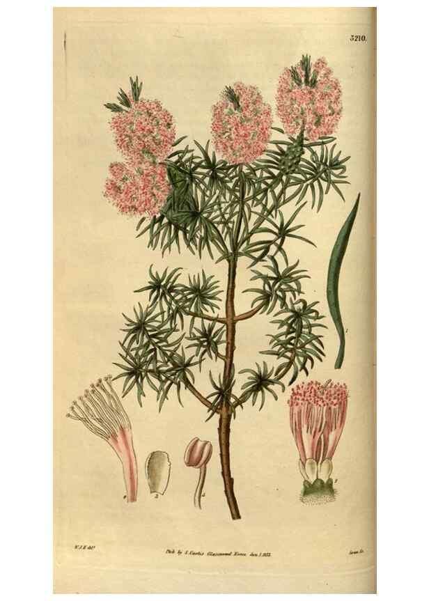 Reproducción/Reproduction 34439809453: Curtis's botanical magazine.. London ; New York [etc.] :Academic Press [etc.]