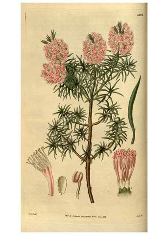 Reproducción/Reproduction 34439809453: Curtis's botanical magazine.. London ; New York [etc.] :Academic Press [etc.]