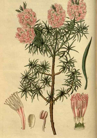 Reproducción/Reproduction 34439809453: Curtis's botanical magazine.. London ; New York [etc.] :Academic Press [etc.]