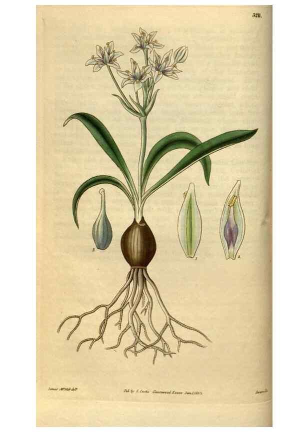 Reproducción/Reproduction 34439812183: Curtis's botanical magazine.. London ; New York [etc.] :Academic Press [etc.]