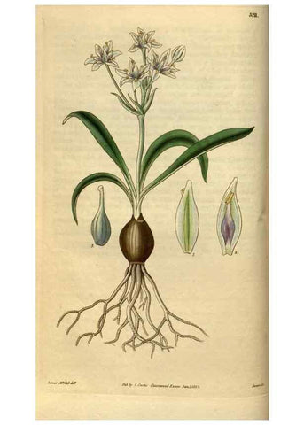 Reproducción/Reproduction 34439812183: Curtis's botanical magazine.. London ; New York [etc.] :Academic Press [etc.]