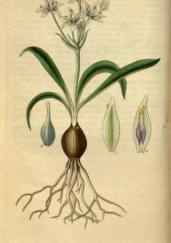 Reproducción/Reproduction 34439812183: Curtis's botanical magazine.. London ; New York [etc.] :Academic Press [etc.]