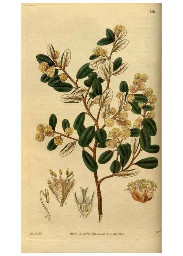 Reproducción/Reproduction 35208973016: Curtis's botanical magazine.. London ; New York [etc.] :Academic Press [etc.]