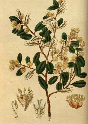 Reproducción/Reproduction 35208973016: Curtis's botanical magazine.. London ; New York [etc.] :Academic Press [etc.]