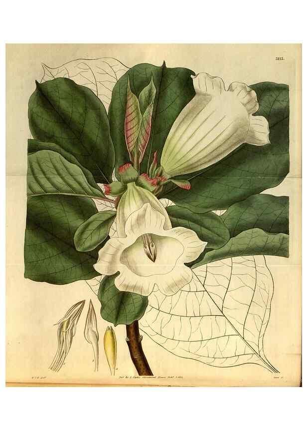 Reproducción/Reproduction 35208975656: Curtis's botanical magazine.. London ; New York [etc.] :Academic Press [etc.]
