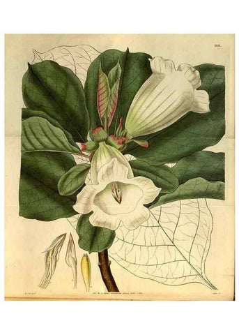 Reproducción/Reproduction 35208975656: Curtis's botanical magazine.. London ; New York [etc.] :Academic Press [etc.]