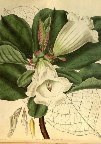 Reproducción/Reproduction 35208975656: Curtis's botanical magazine.. London ; New York [etc.] :Academic Press [etc.]