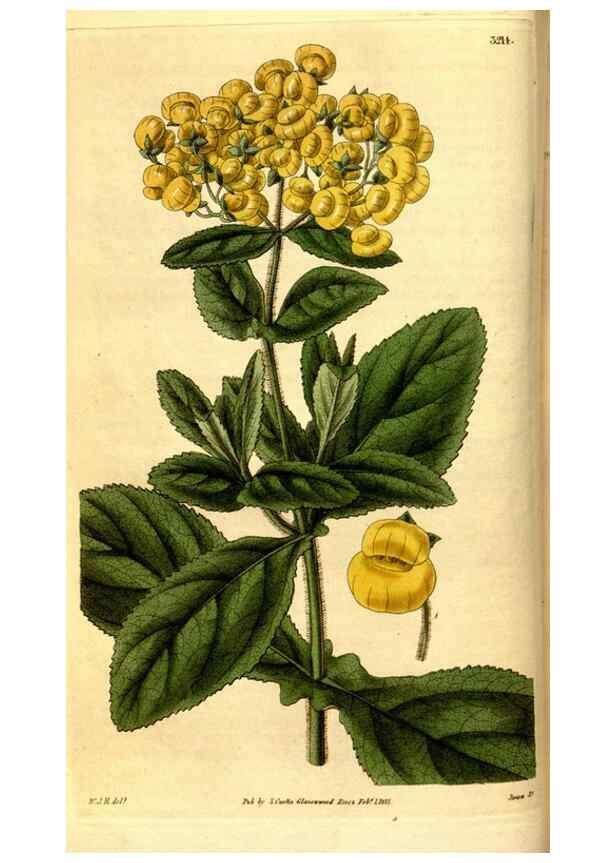 Reproducción/Reproduction 35208979476: Curtis's botanical magazine.. London ; New York [etc.] :Academic Press [etc.]