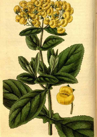 Reproducción/Reproduction 35208979476: Curtis's botanical magazine.. London ; New York [etc.] :Academic Press [etc.]